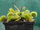 T.Carow I T.Carow I