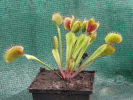 T.Carow II T.Carow II