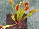 T.Carow II T.Carow II