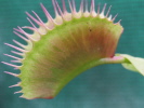 T.Carow II T.Carow II