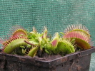 Clumping Cultivar Clumping Cultivar