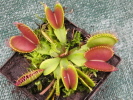 Clumping Cultivar Clumping Cultivar
