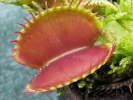 Clumping Cultivar Clumping Cultivar