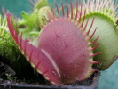 Clumping Cultivar Clumping Cultivar