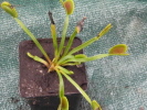 Dentata Dentata
