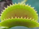 Dentata