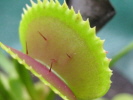Dentata Dentata