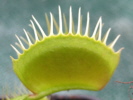 Dingley´s Giant Dingley´s Giant
