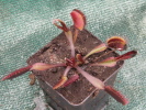 Red Burgundy Red Burgundy