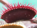 Red Burgundy Red Burgundy