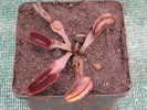 Red Sawtooth / Bohemian Garnet Red Sawtooth / Bohemian Garnet