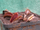 Red Sawtooth / Bohemian Garnet Red Sawtooth / Bohemian Garnet