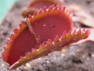 Red Sawtooth / Bohemian Garnet Red Sawtooth / Bohemian Garnet