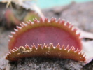 Red Sawtooth / Bohemian Garnet Red Sawtooth / Bohemian Garnet