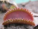 Red Sawtooth / Bohemian Garnet