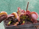 Red Sawtooth / Bohemian Garnet Red Sawtooth / Bohemian Garnet