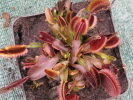 Red Sawtooth / Bohemian Garnet Red Sawtooth / Bohemian Garnet