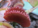 Red Sawtooth / Bohemian Garnet Red Sawtooth / Bohemian Garnet