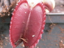 Red Shark Teeth Red Shark Teeth