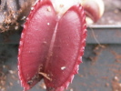 Red Shark Teeth