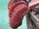Red Shark Teeth Red Shark Teeth