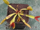 UK Sawtooth I UK Sawtooth I