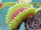 UK Sawtooth I UK Sawtooth I