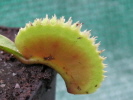 UK Sawtooth I UK Sawtooth I