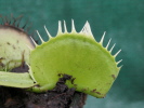 Yellow Fused Teeth