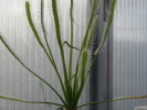 Drosera capensis "White" Drosera capensis "White"