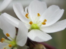 Drosera binata var. multifida var. extrema Evans Head