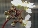 Drosera binata var. multifida var. extrema Evans Head