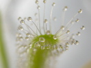 Drosera capensis "White" Drosera capensis "White"