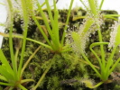 Drosera capensis "White" Drosera capensis "White"