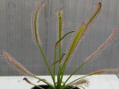 Drosera capensis Drosera capensis