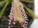 Drosera capensis Drosera capensis
