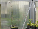 Drosera binata var. multifida var. extrema Evans Head Drosera binata var. multifida var. extrema Evans Head