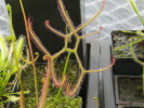 Drosera binata var. multifida var. extrema Evans Head