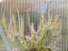 Drosera binata