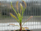 Drosera capensis "Bain´s Kloof"