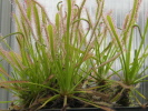 Drosera capensis Drosera capensis