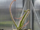 Drosera regia