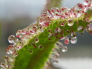 Drosera regia