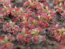 Drosera roseana; Brutschuppenvermehrung Drosera roseana; Brutschuppenvermehrung