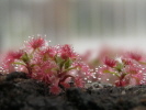 Drosera roseana