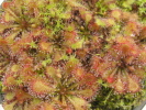 Drosera tokaiensis