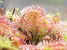 Drosera tokaiensis