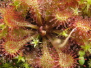 Drosera tokaiensis Drosera tokaiensis