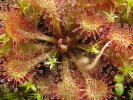 Drosera tokaiensis