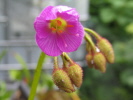 Drosera regia